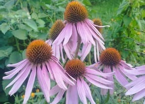 imunita, echinacea